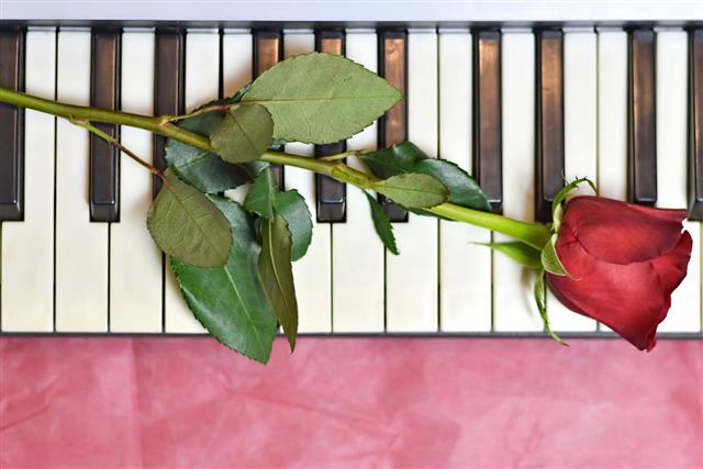 Valentines Day card with red rose on piano keys