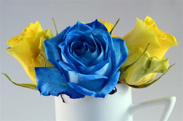 Blue Rose And Yellow Roses Flowers