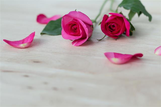 Pink Roses In Valentine Day