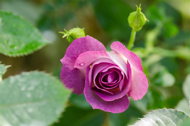 Midnight Blue Rose Flower