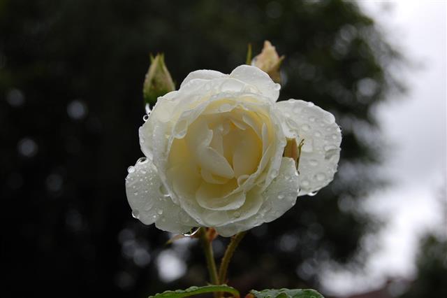 White Rose In Rain