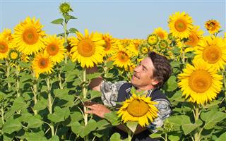 Farmer Standing In A Sunflower Field