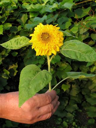 Tiny Sunflower In Hand