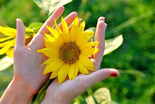 Woman Holding Delicate Sunflower In Hands