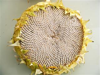 Sunflower Seed In The Shell