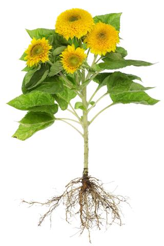 Real Sunflower With Roots And Flowers