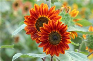 Sunflowers plant