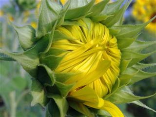 Closed Sunflower