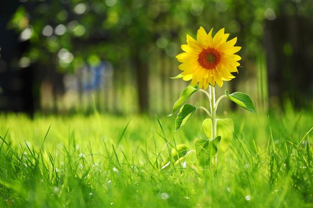 Sunflower And Grass