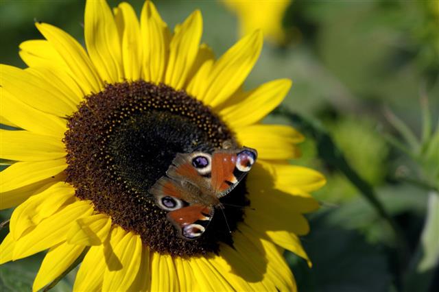 Peacock Butterfly On A Sunflower