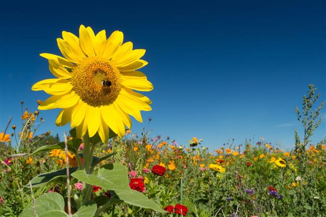 Sunflower And Flower Field