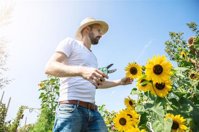 Happy Man Cutting Sunflower In Field