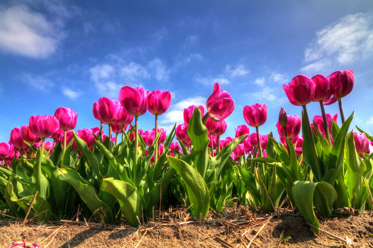 What Do Tulips Mean? You'll Be Amazed to Know the Answer - Gardenerdy