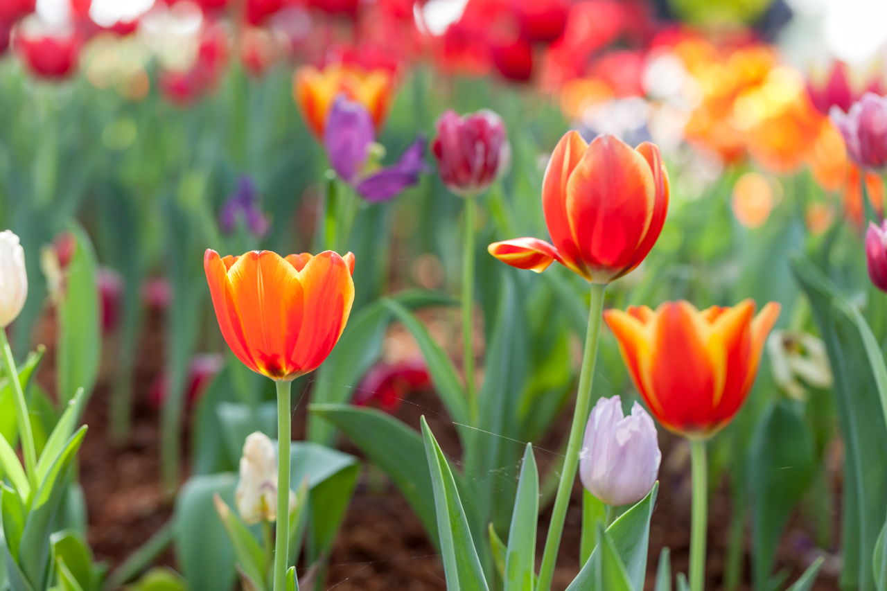  what colours are tulips