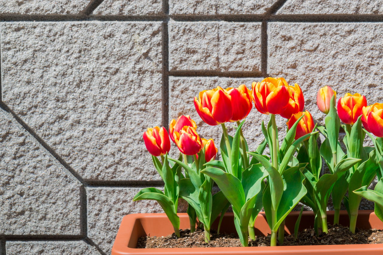 How to Care for Tulip Bulbs after Bloom