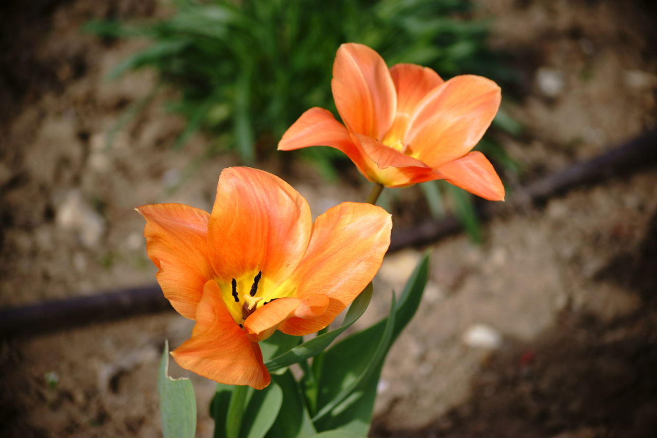 A Wow worthy List of 20 Orange  Flower  With Names  Facts 