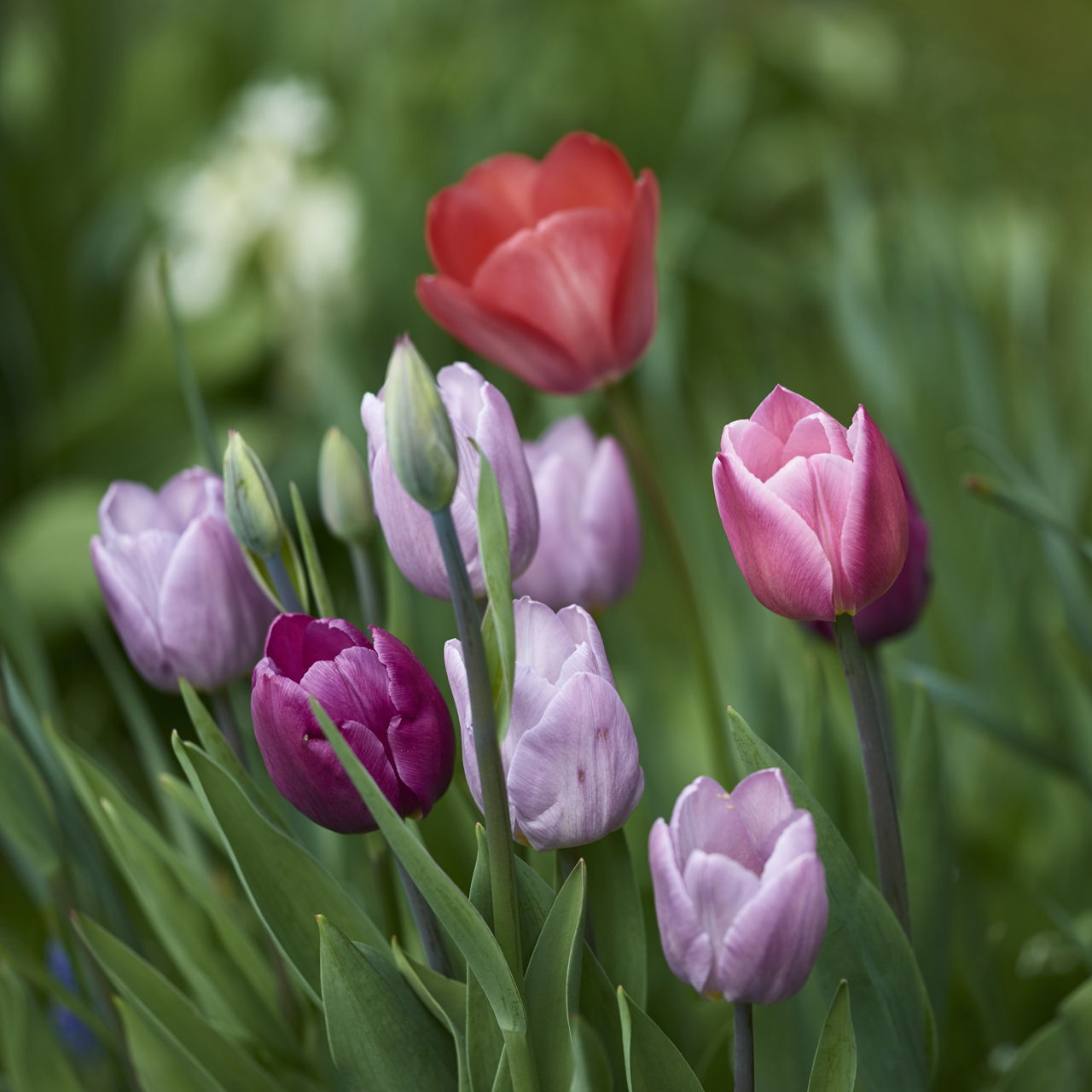 How to Care for Tulip Bulbs After Bloom to Keep Them ...