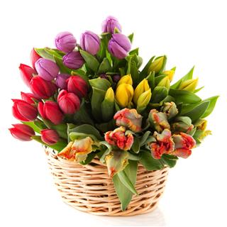 Basket Tulips