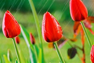 Spring Tulips Blooming In The Rain