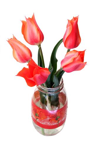 Bunch Of Tulips