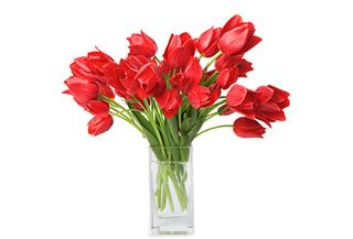 Scarlet Tulips