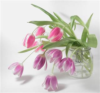 Jar Of Tulips