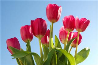 Red Tulips And Blue Sky