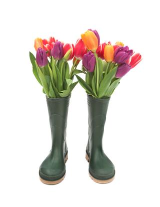 Tulips In Boots