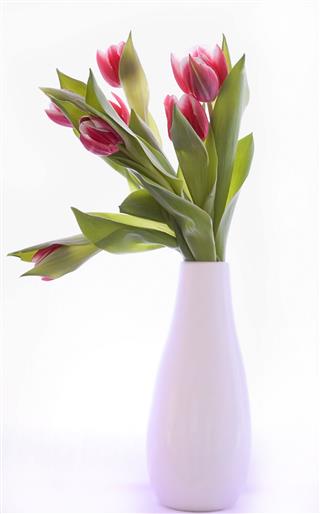Tulips In A Lilac Vase