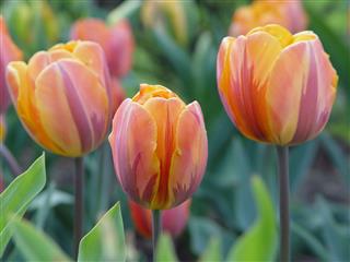 Exotic Tulips