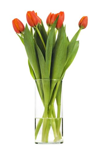 Fresh Tulip Cut Flowers In Vase