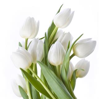 Bunch Of Beautiful White Tulips