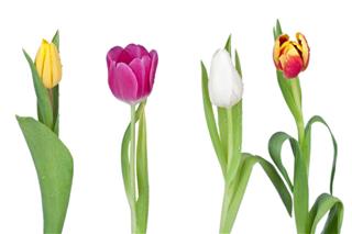 Four Tulips