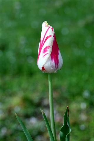 Tulip Swirl