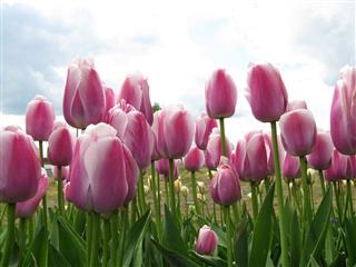 Field Of Pink Tulips With Sky