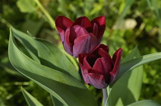 Closeup Of Red Organic Tulips