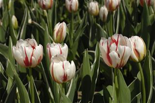 Closeup Of Organic Tulips