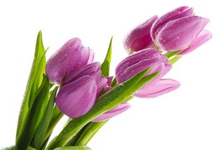 Beautiful Bouquet Of Purple Tulips
