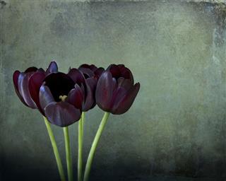 Three Black Tulips