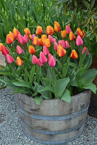 Spring Tulips Planter