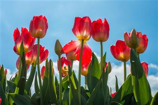 Red Tulip Flowers In Sunny Day
