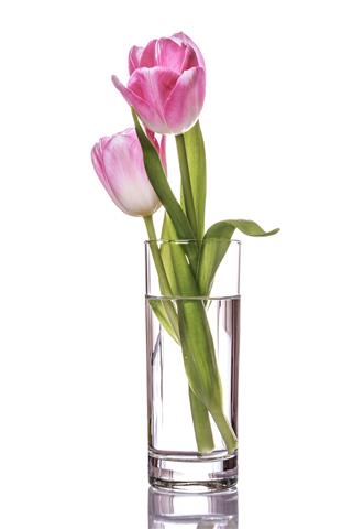 Pink Tulips Bouquet In Vase