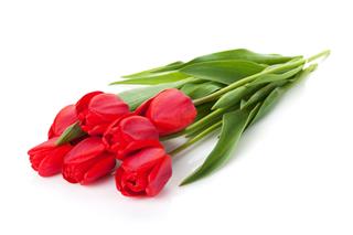 Fresh Red Tulips Bouquet