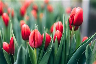 Red Spring Tulips