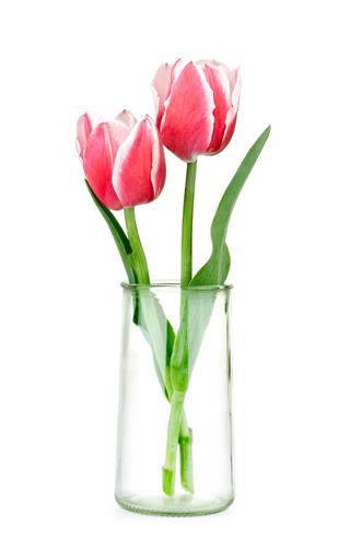 Beautiful Tulips In A Vase