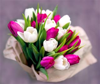 Ten White And Ten Pink Tulips