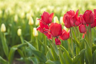 Red And White Dutch Tulips