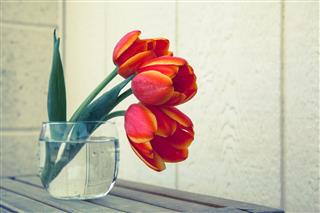 Tulips In Glass