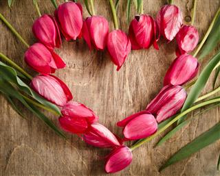 Heart Shaped Frame Of Tulips
