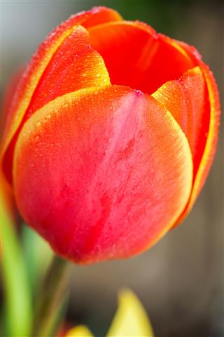 Blossoming Red Tulips